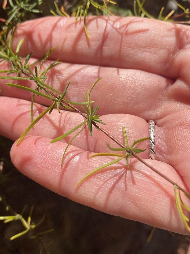 Hypericum lloydii image